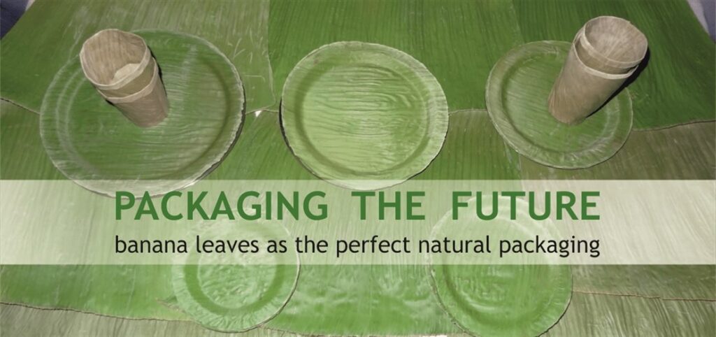 Banana Leaf Preservation Technology Tech To Preserve Leaves Organic