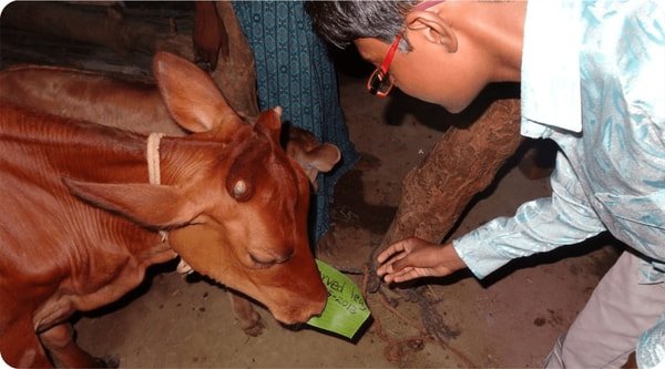 Banana Leaf Technology products as animal fodder